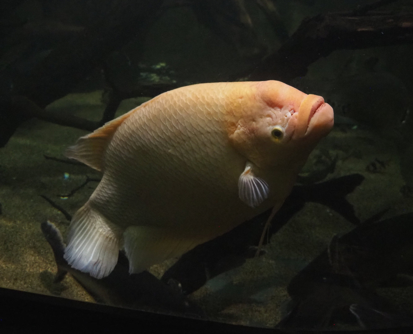 Giant gourami (Osphronemus goramy), 2022-09-14