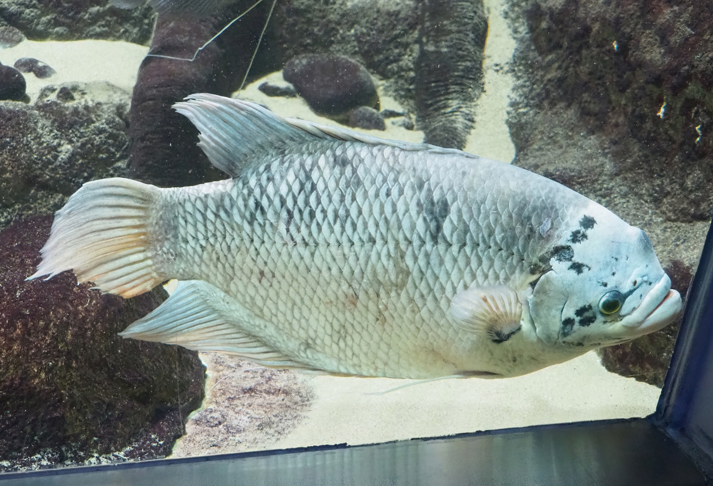 Giant gourami (Osphronemus goramy), 2023-07-02