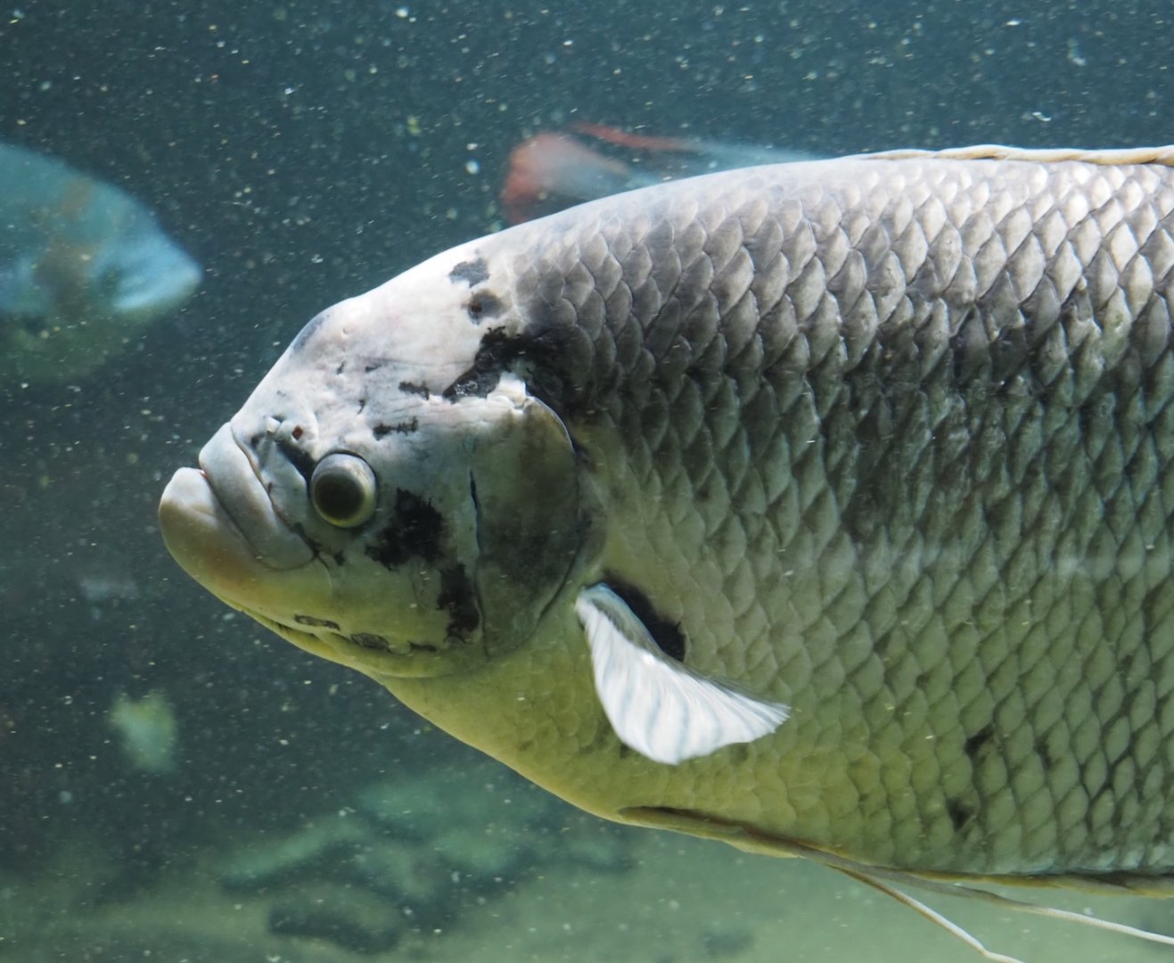 Giant gourami (Osphronemus goramy), 2024-03-09
