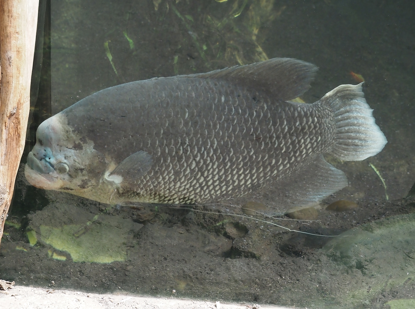 Giant gourami (Osphronemus goramy), 2024-06-30