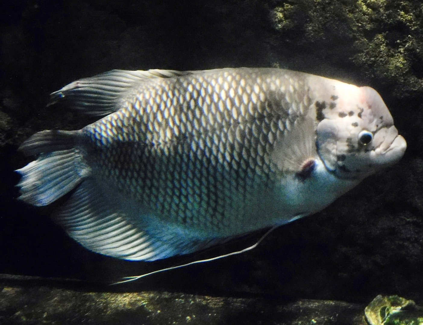 Giant Gourami (Osphronemus goramy) October 26, 2025
