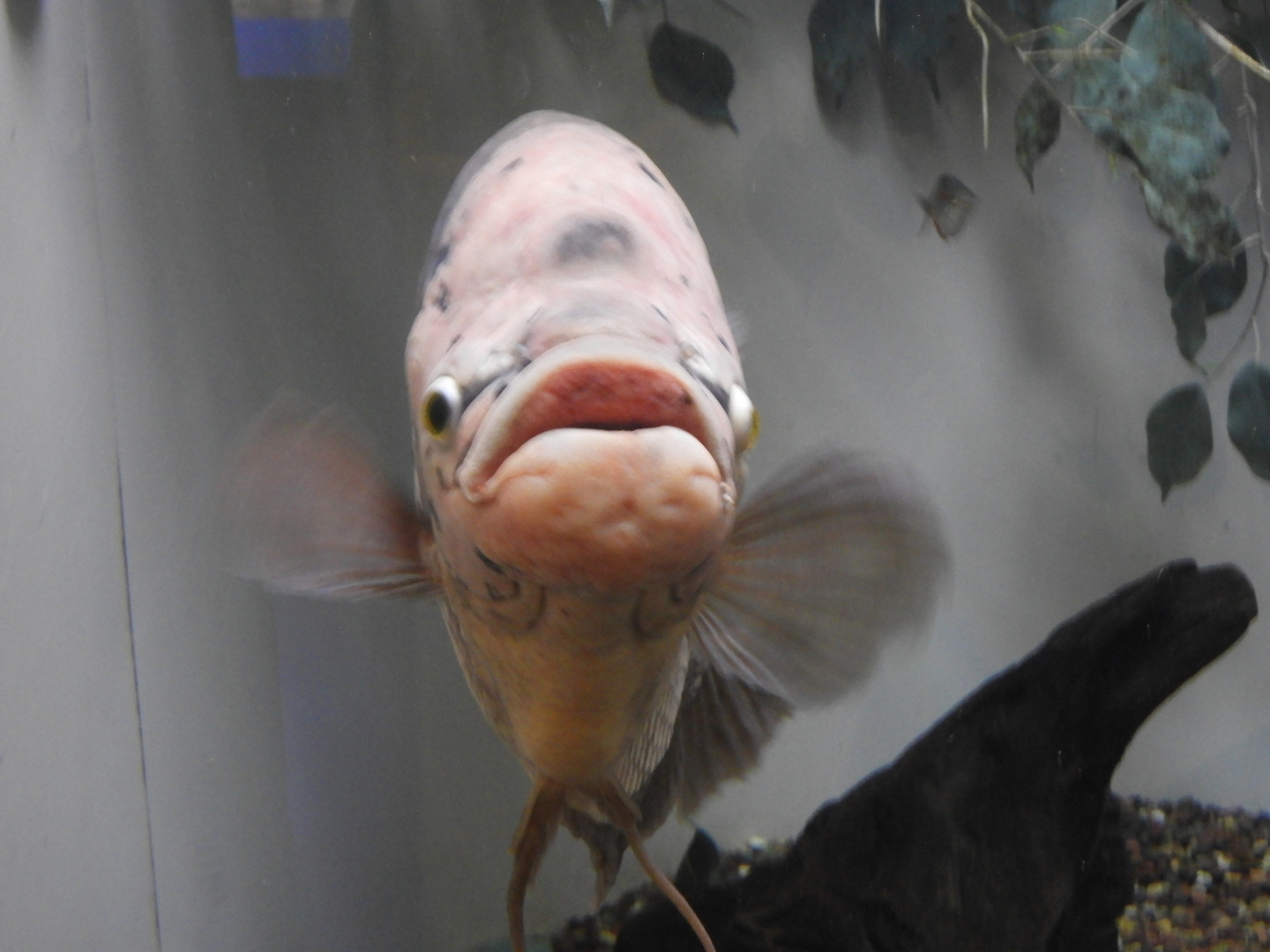 Giant Gourami (Osphronemus goramy)
