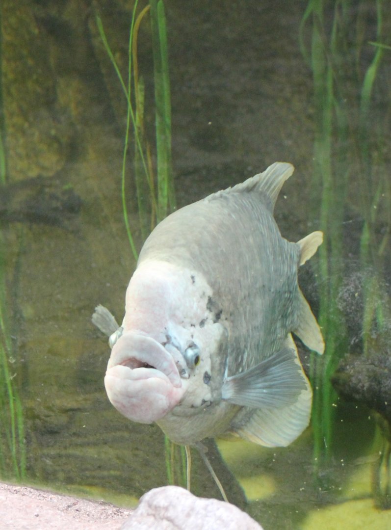 Giant gourami - Osphronemus goramy