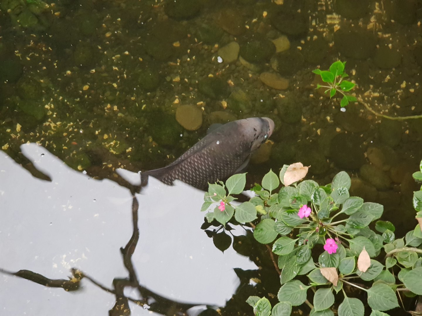 Giant Gourami (Osphronemus goramy)