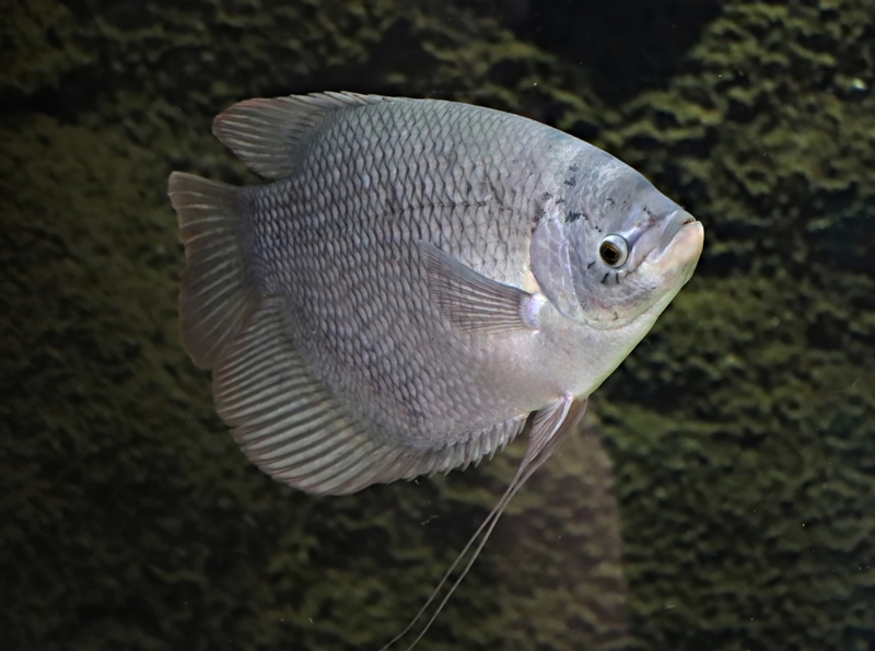 Giant gourami (Osphronemus goramy)