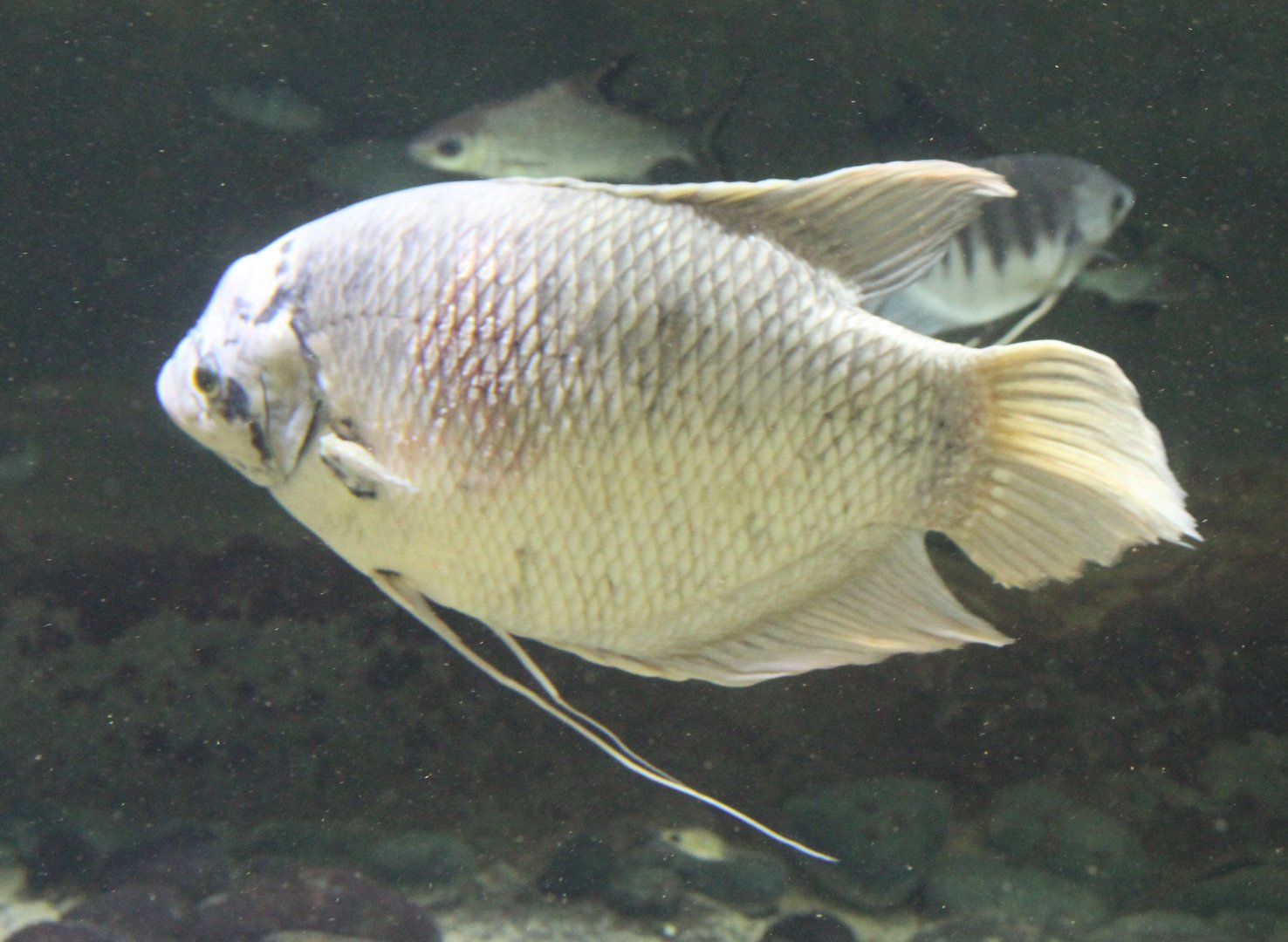 Giant gourami - Osphronemus goramy