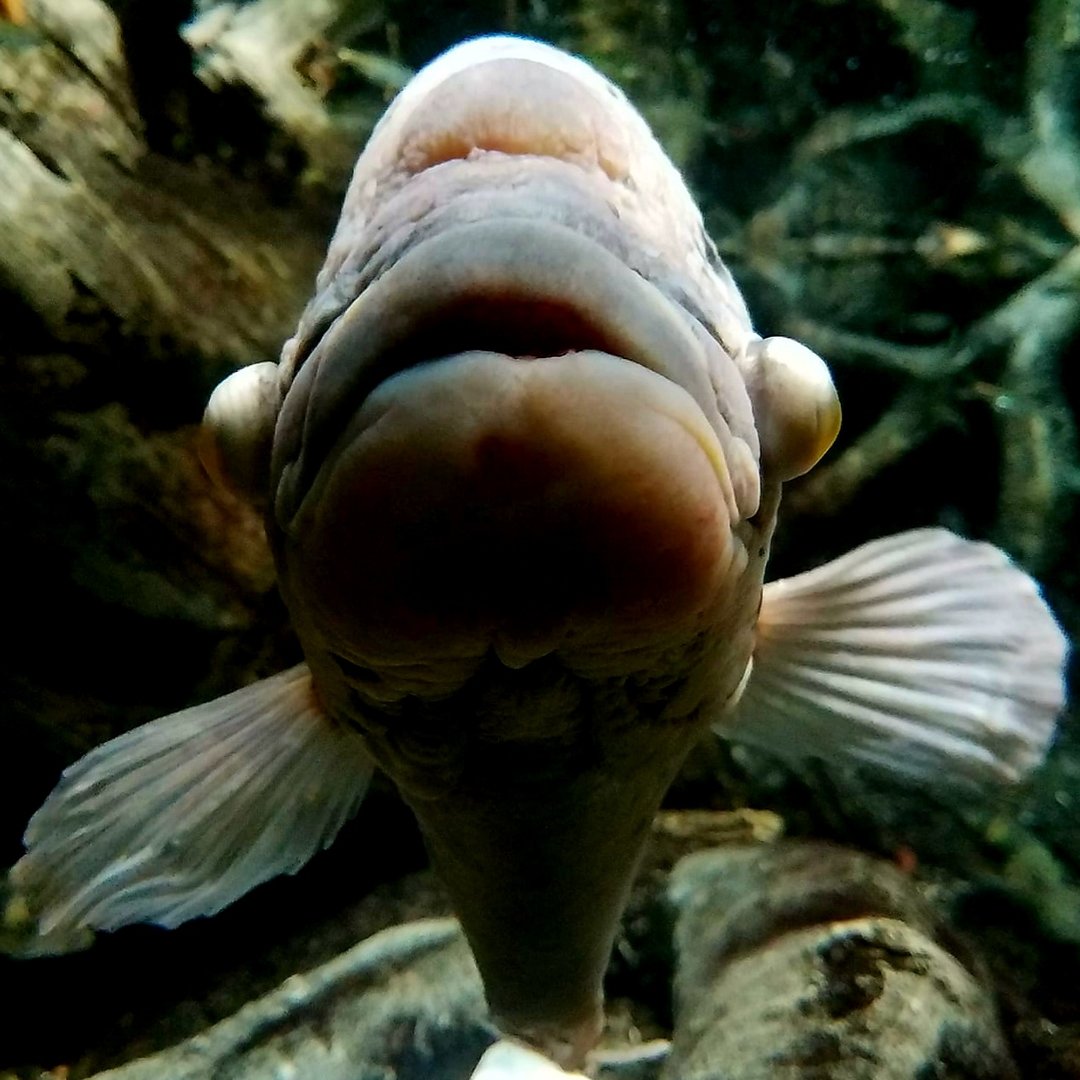 Giant Gourami (Osphronemus goramy)