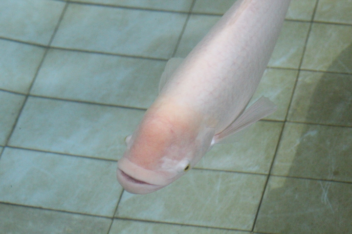 Giant gourami (Osphronemus goramy)