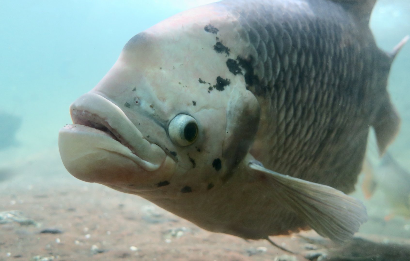 Giant Gourami (Osphronemus goramy)
