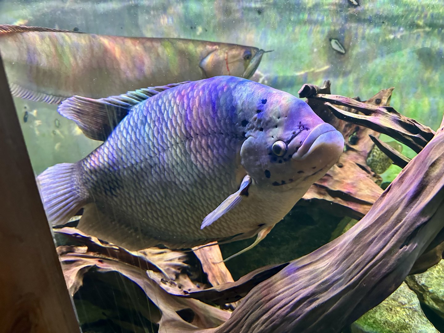 Giant gourami (Osphronemus goramy)