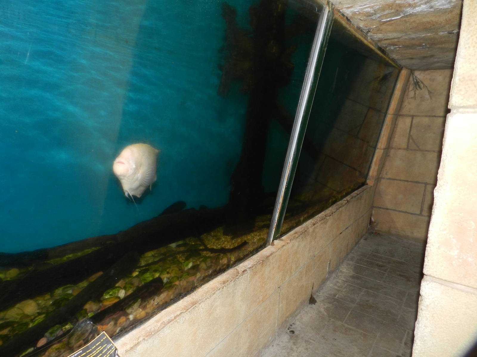 Giant Gourami/Pacu Tank at Flamingo Land - 14/10/2012