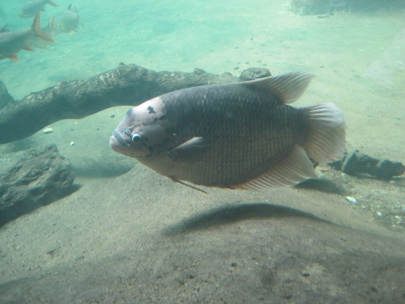 Giant Gourami