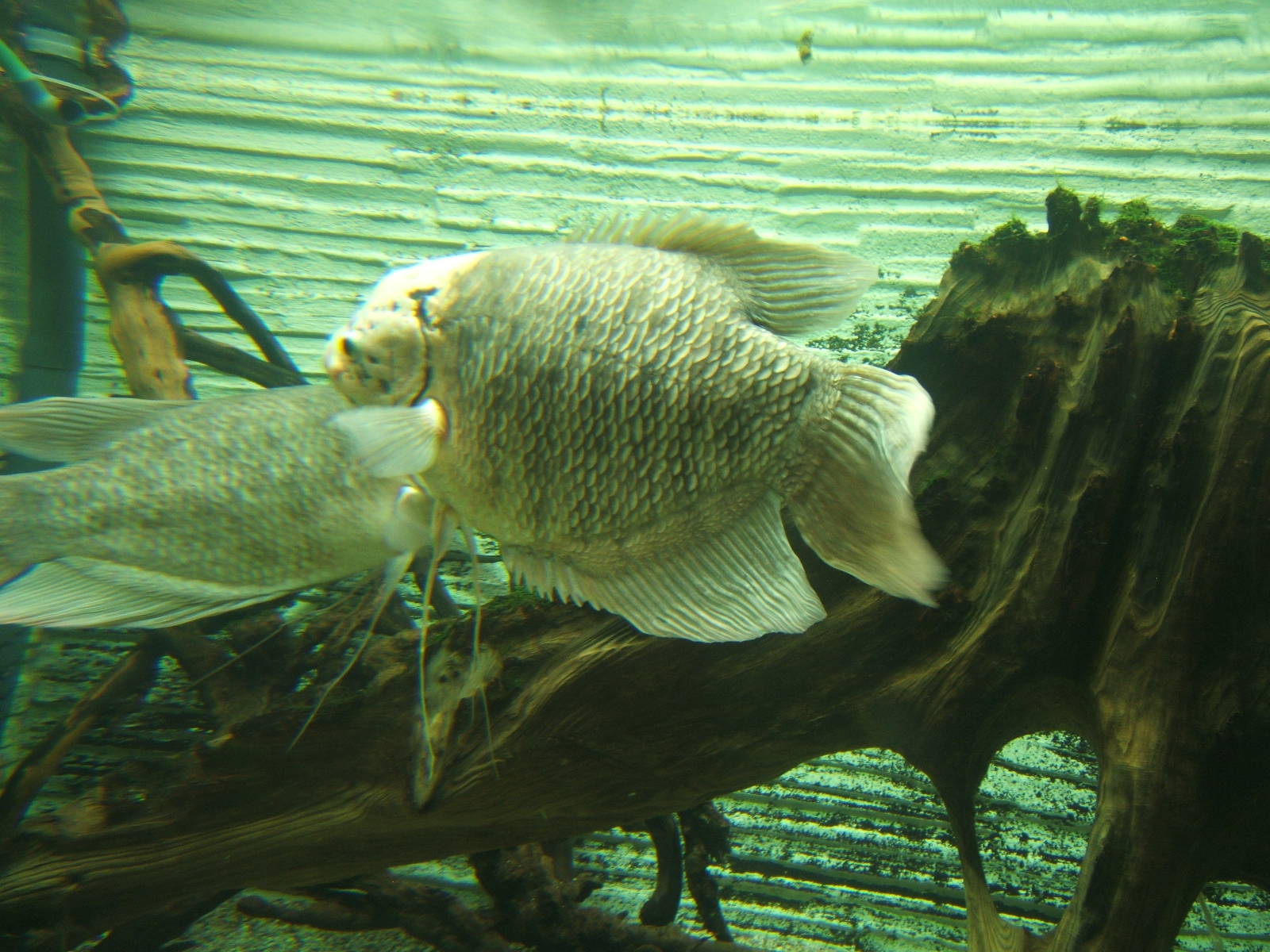 Giant Gourami