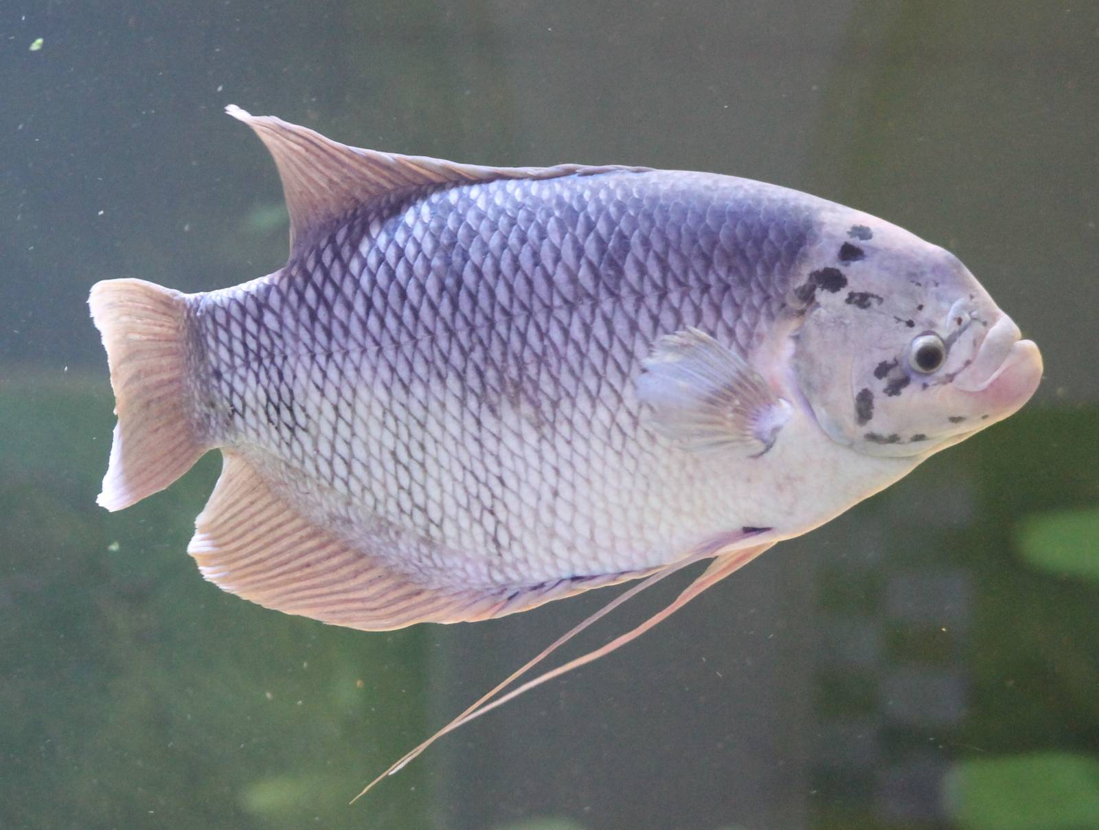 Giant gourami