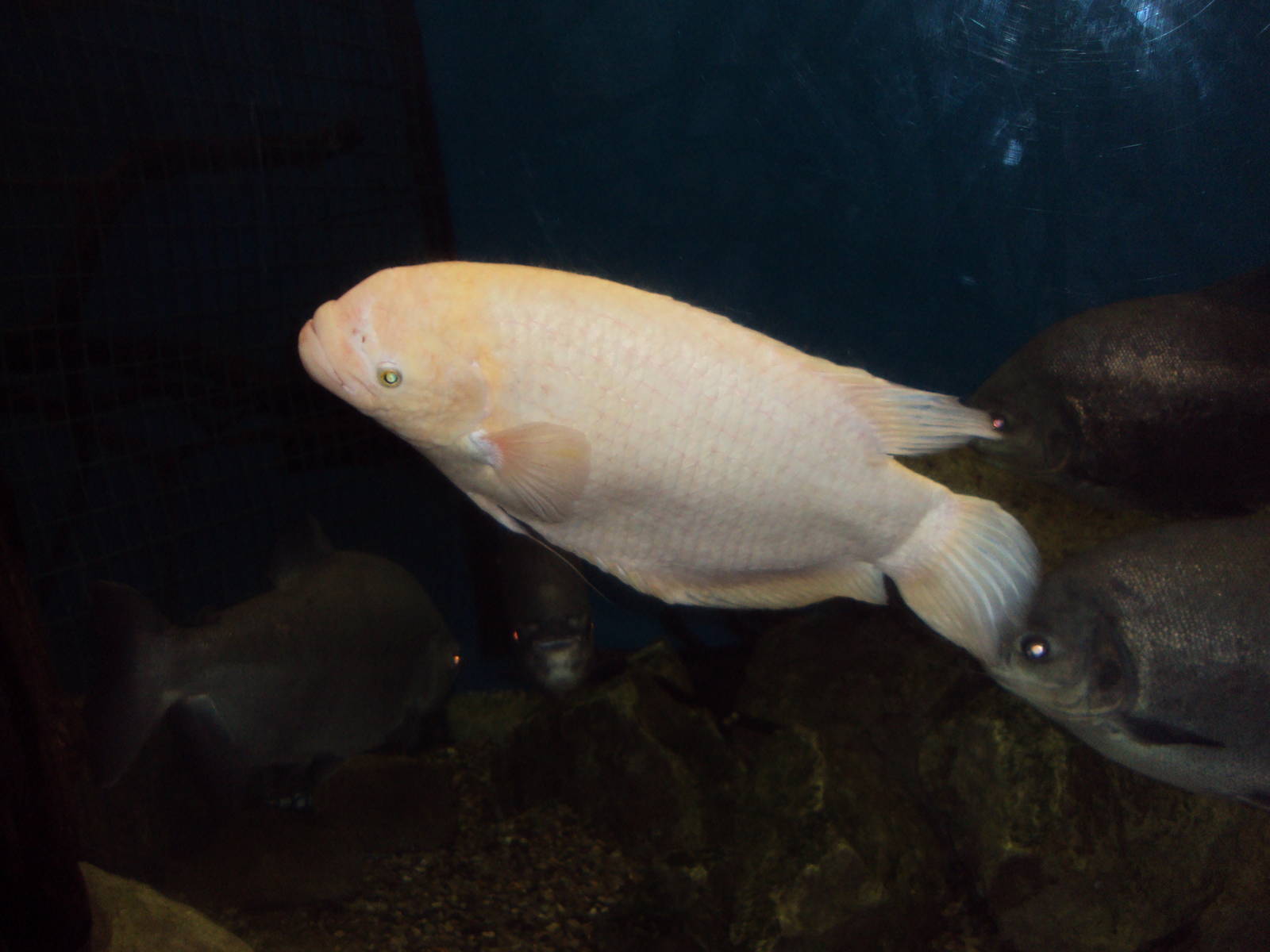 Giant Gourami