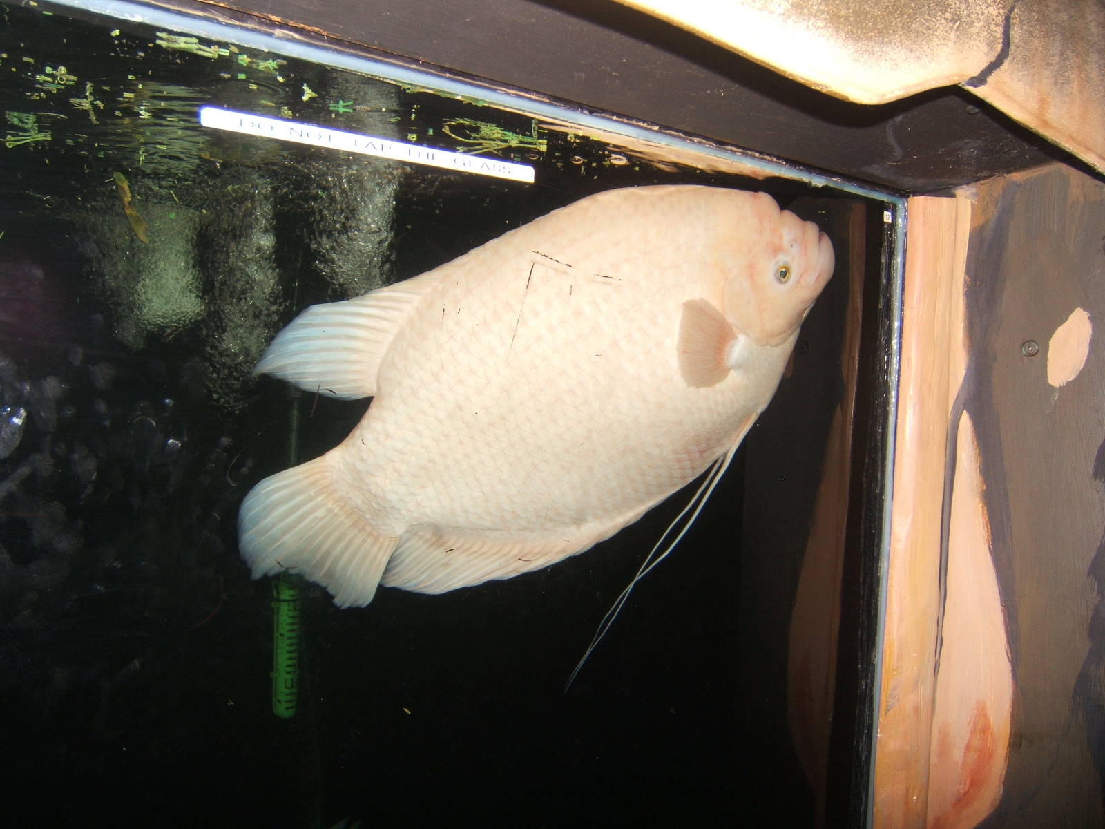 Giant Gourami