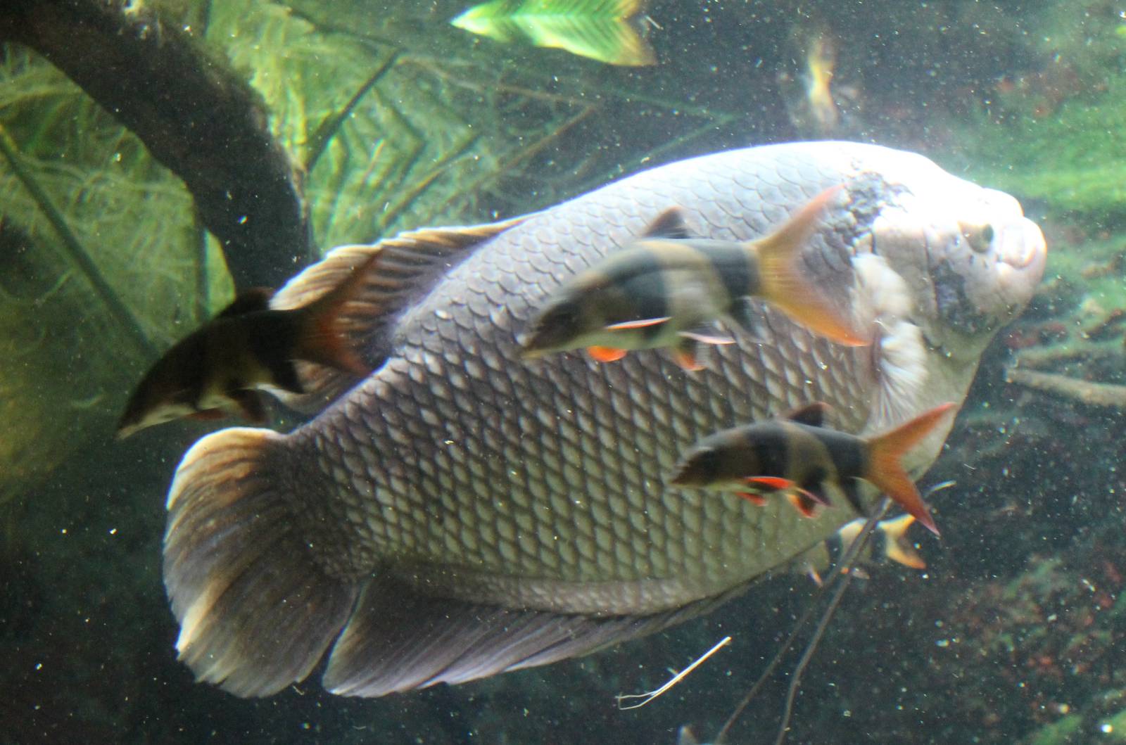 Giant gourami