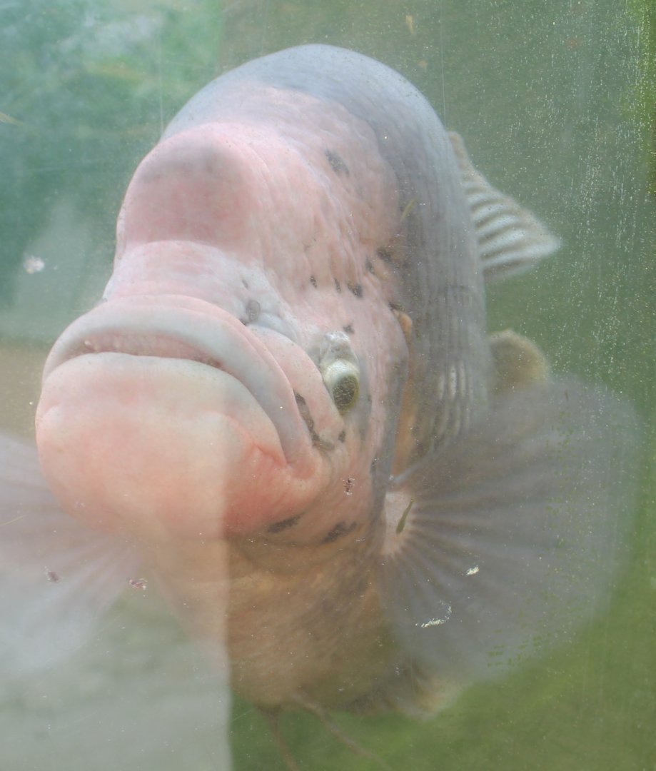 Giant gourami