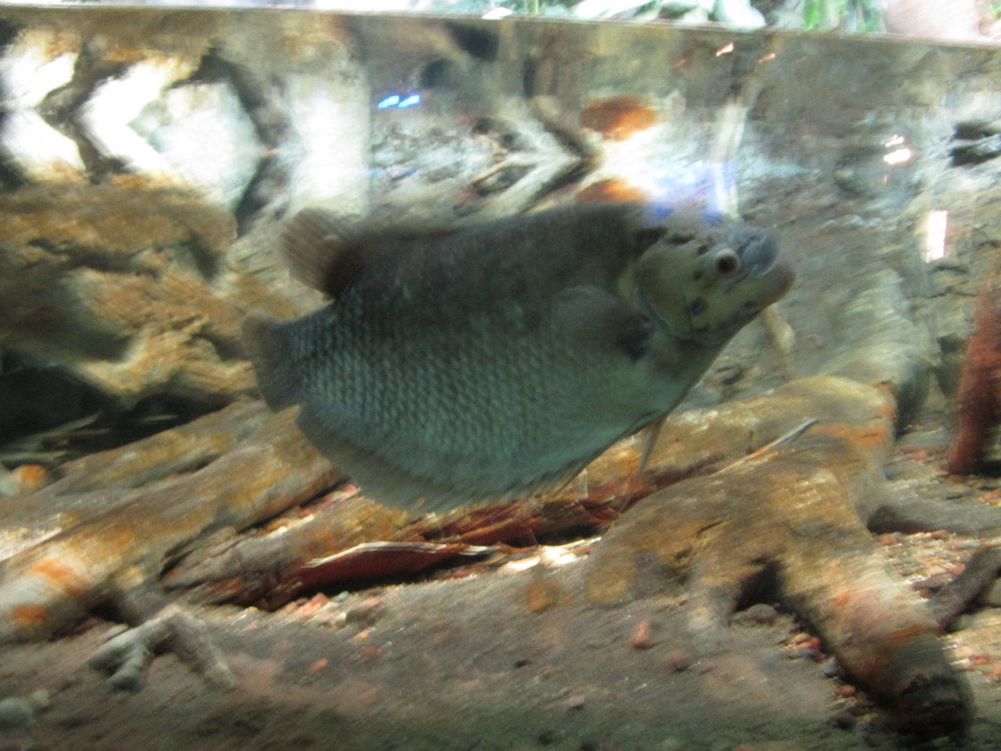 giant gourami