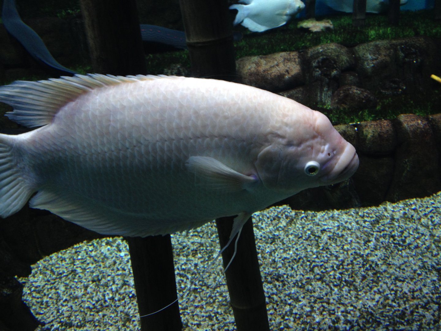 Giant gourami