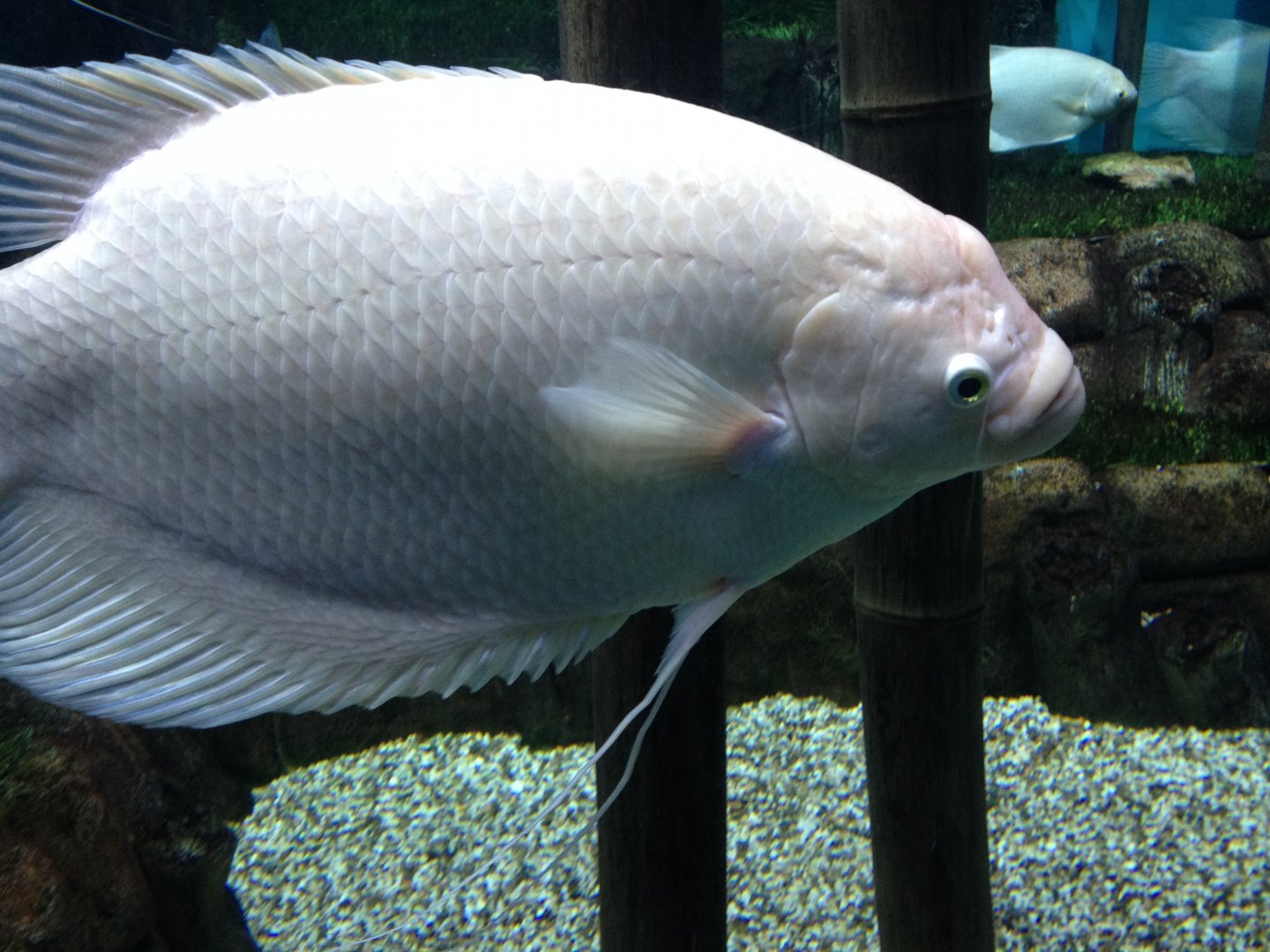 Giant gourami