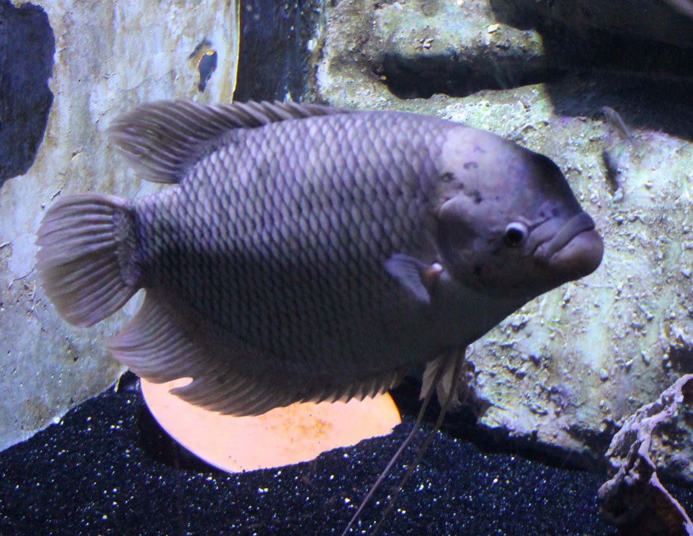 Giant gourami