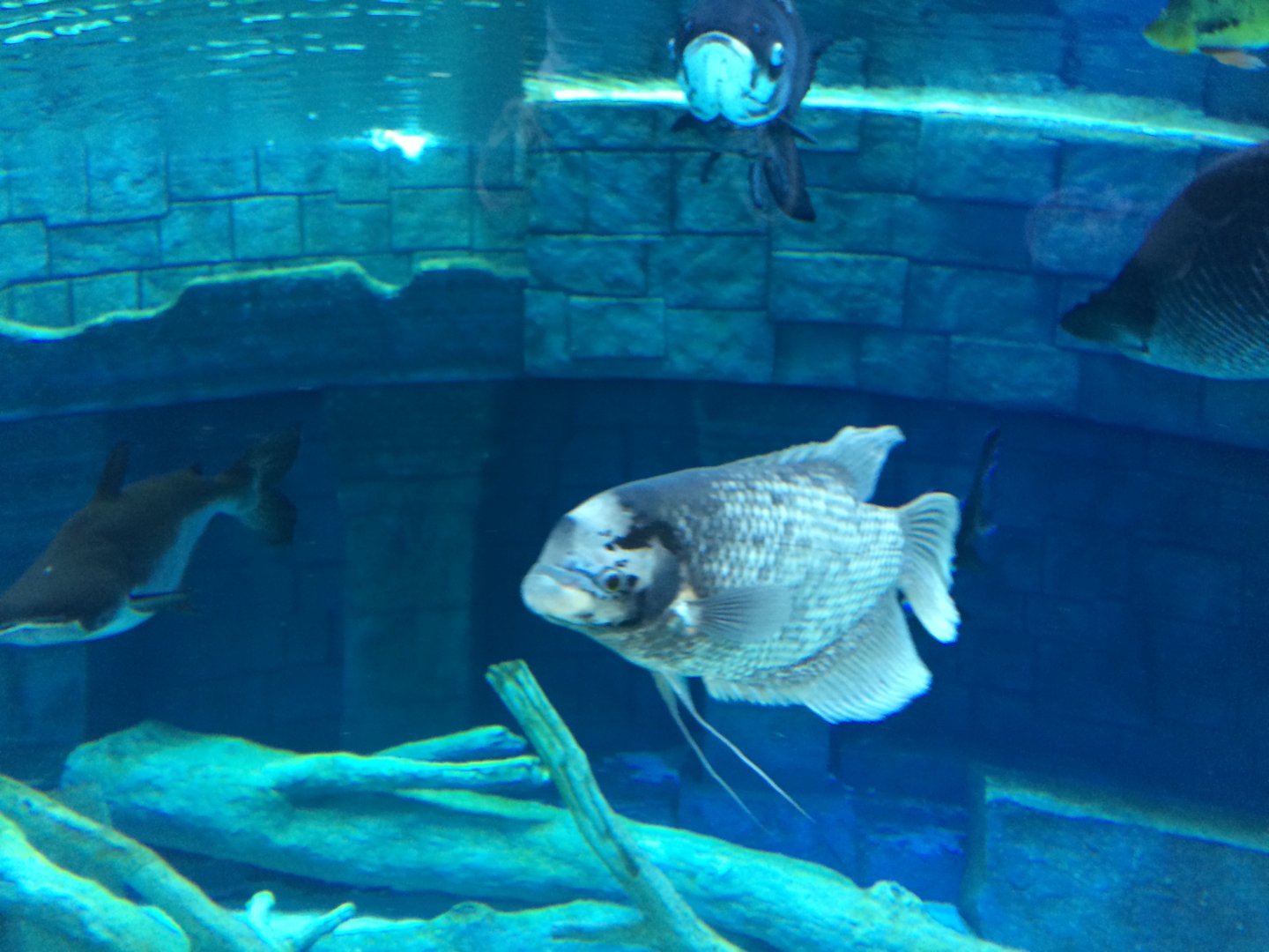Giant Gourami