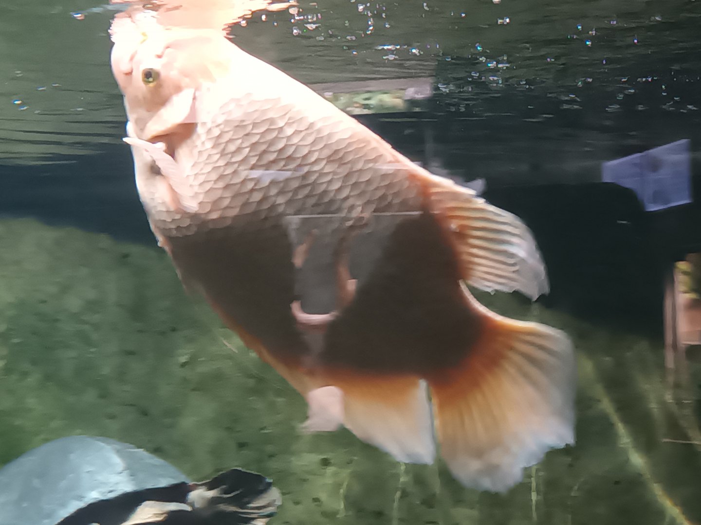 Giant Gourami