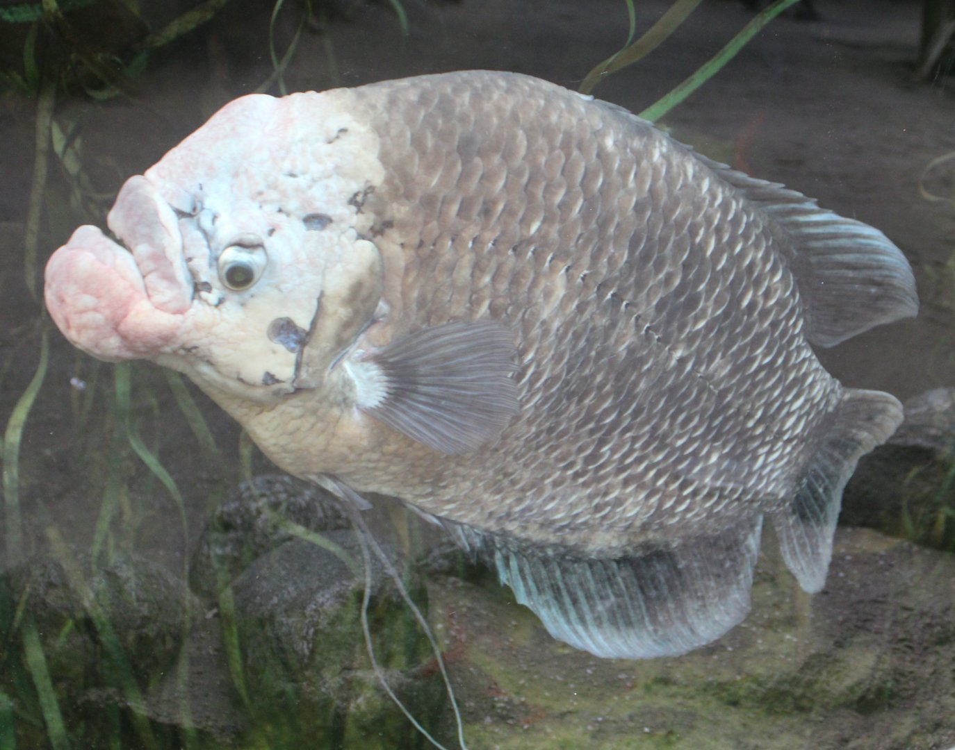 Giant gourami
