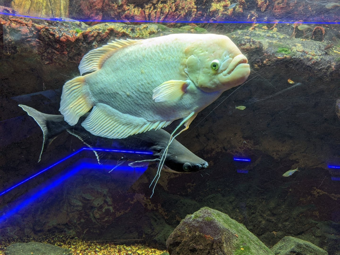 Giant Gourami