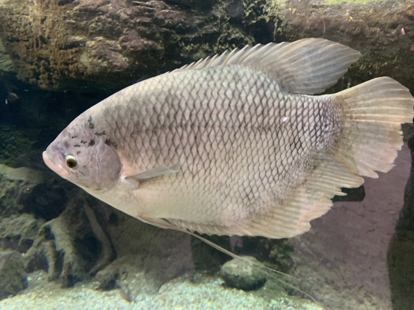 Giant gourami