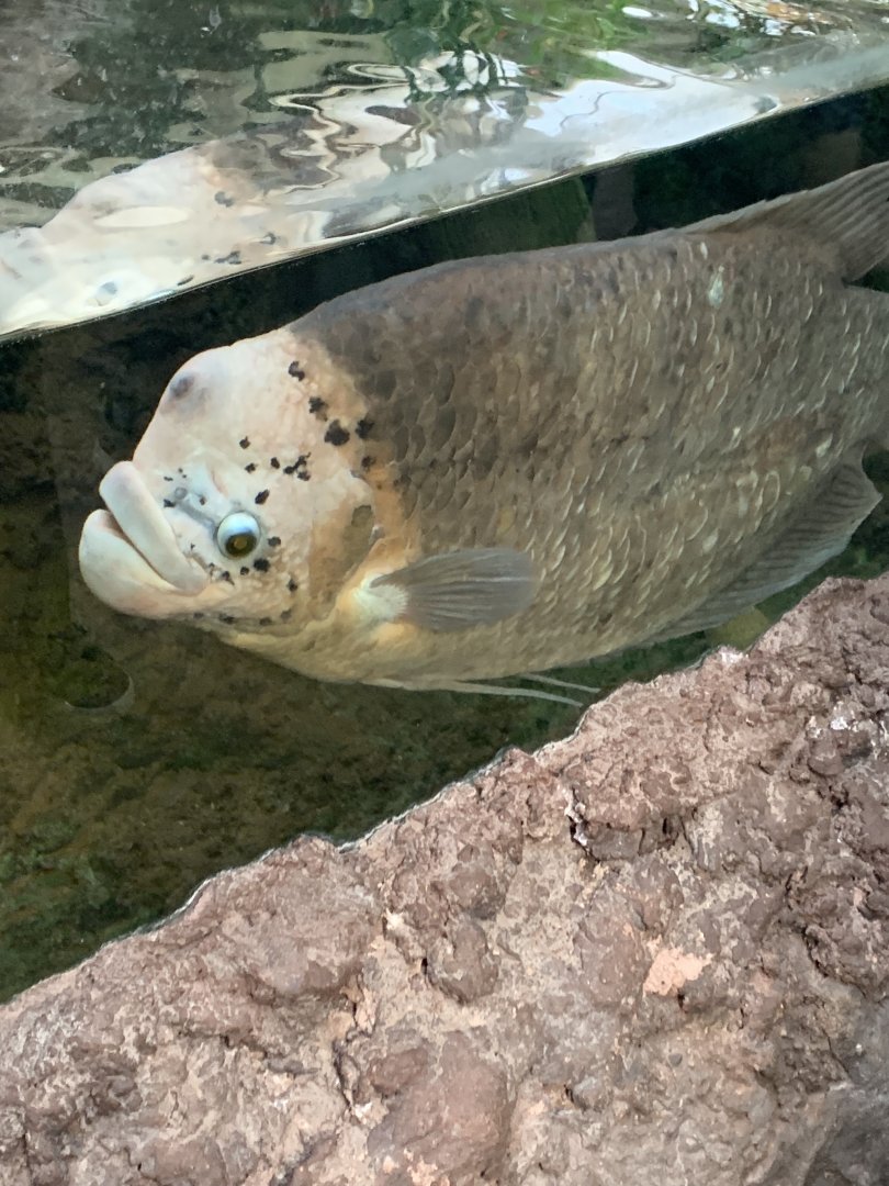Giant Gourami