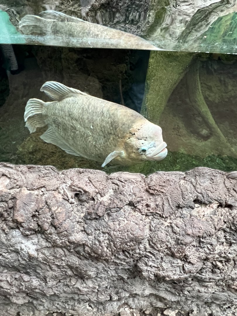 Giant Gourami