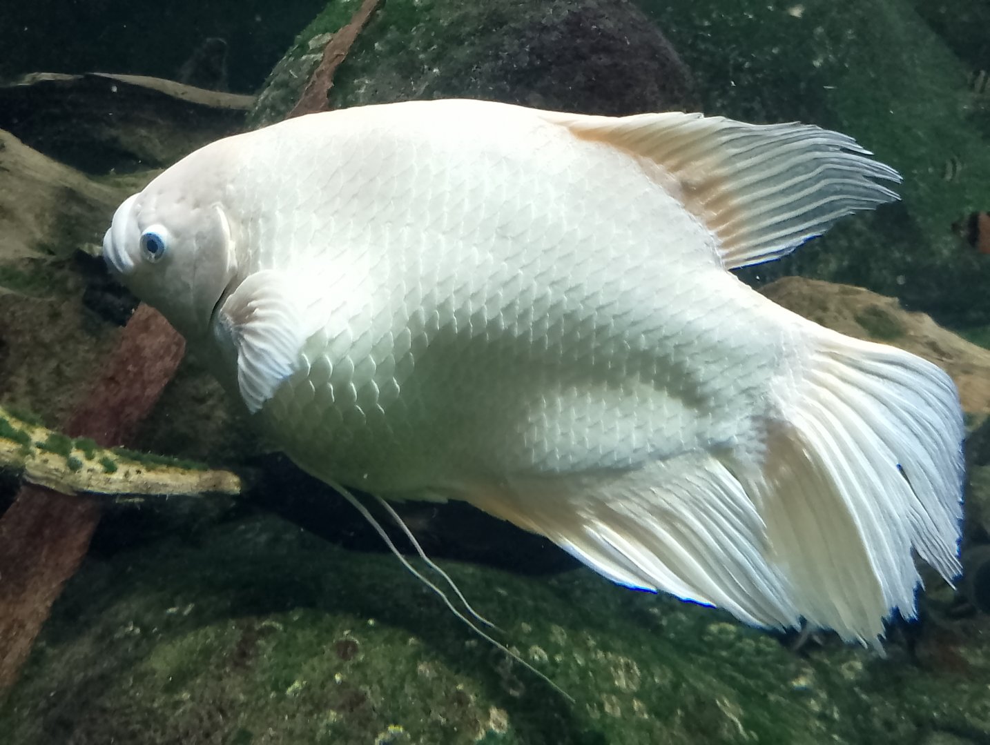 Giant gourami