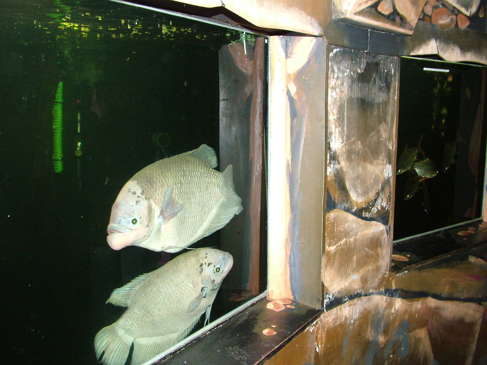 Giant Gouramis at Matlock Bath Aquarium 14/02/10