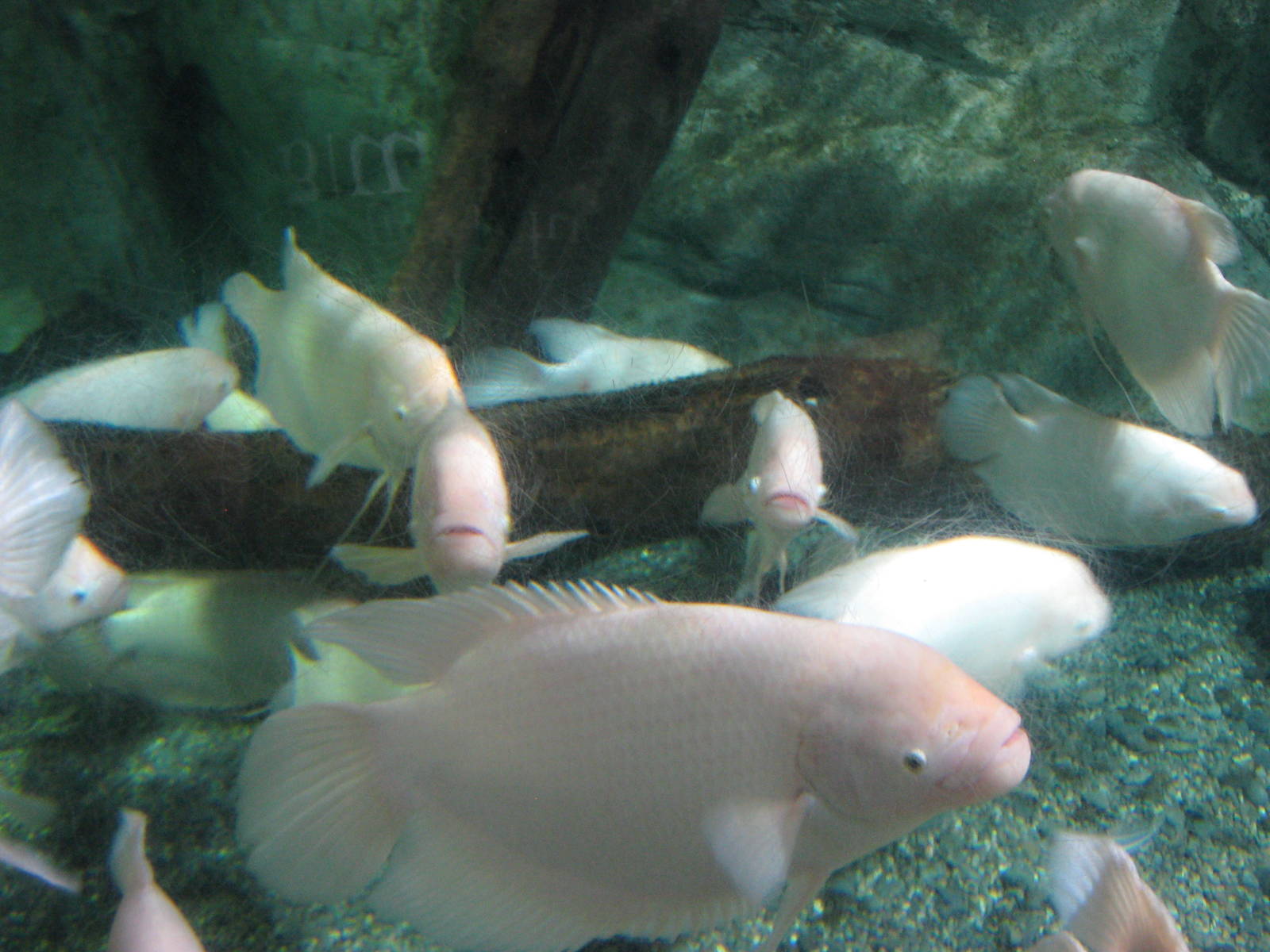 giant gouramis (Osphronemus goramy)