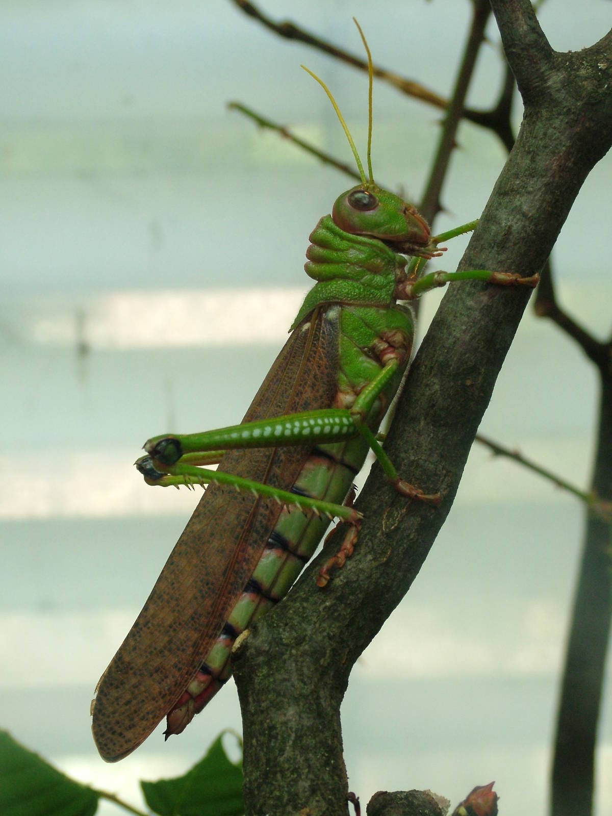 Giant Grasshopper at Frankfurt 31/08/10