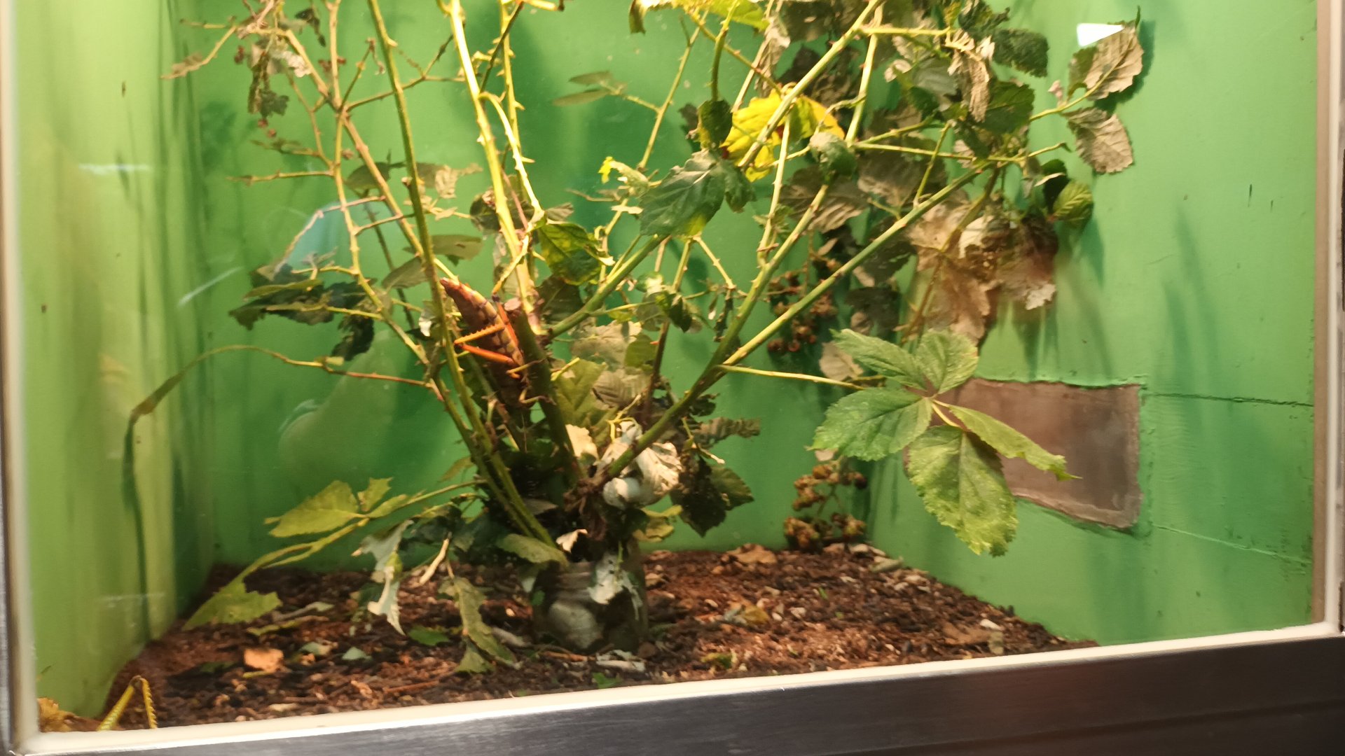 Giant Grasshopper Habitat