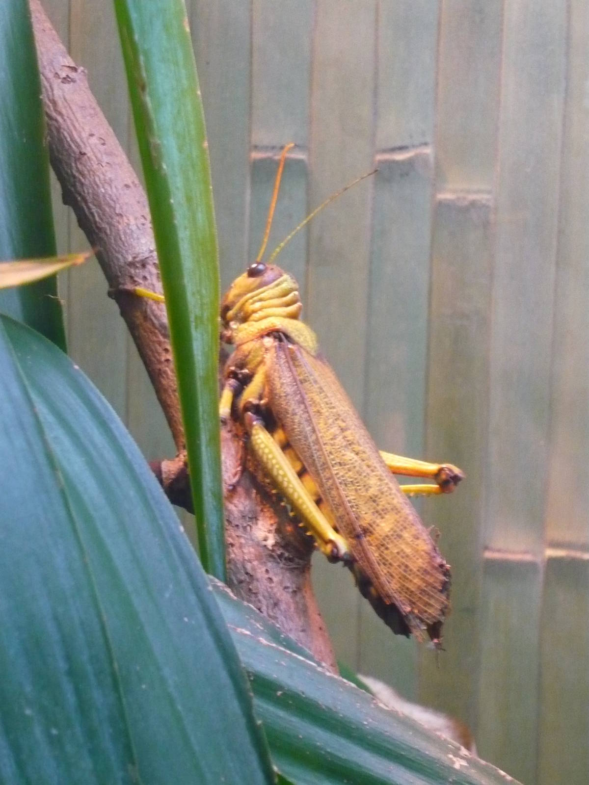 Giant grasshopper (Tropidacris collaris)