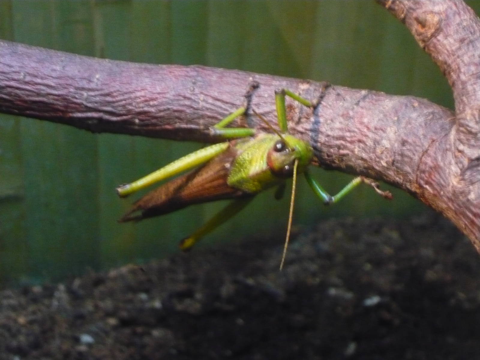 Giant grasshopper (Tropidacris collaris)