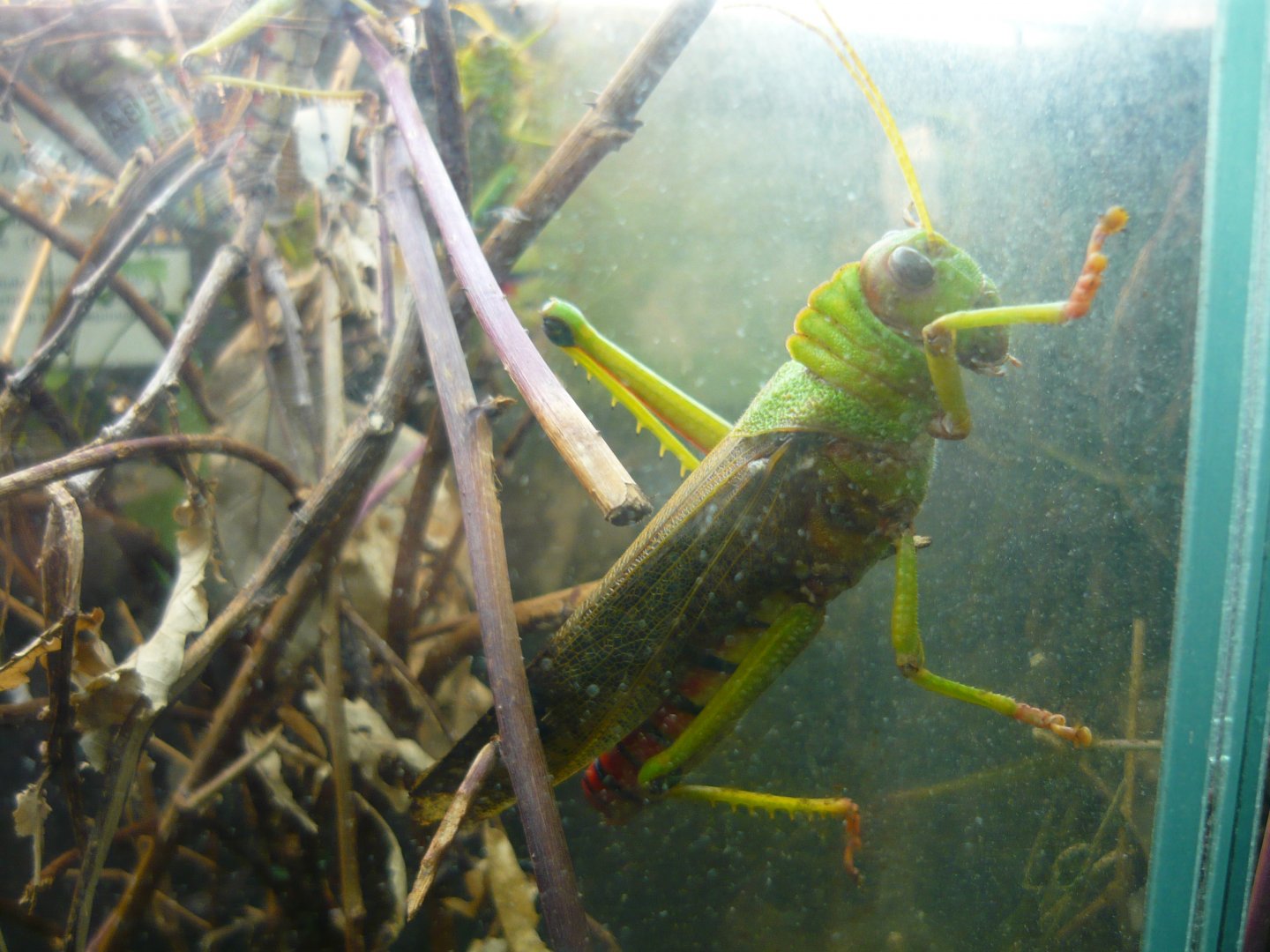 Giant grasshopper (Tropidacris collaris)