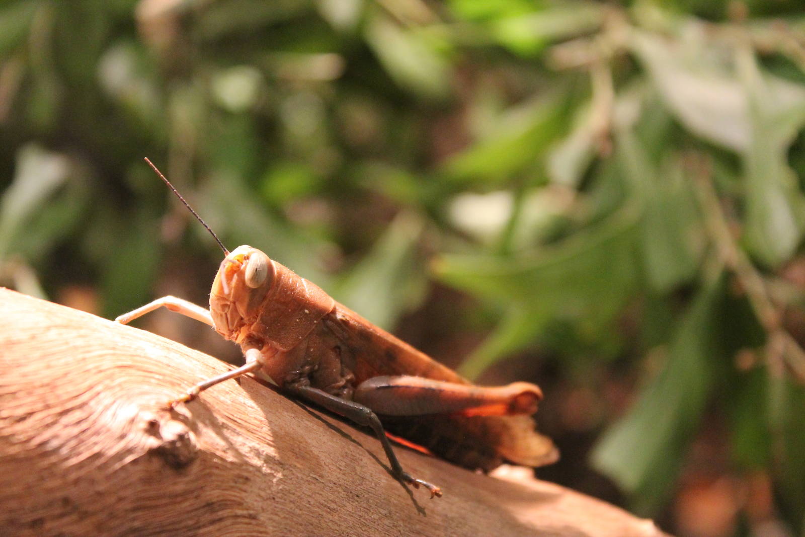Giant Grasshopper (Valanga irregularis)