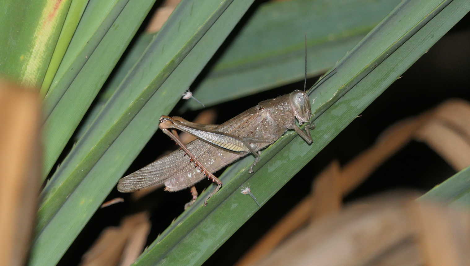 Giant Grasshopper (Valanga irregularis)