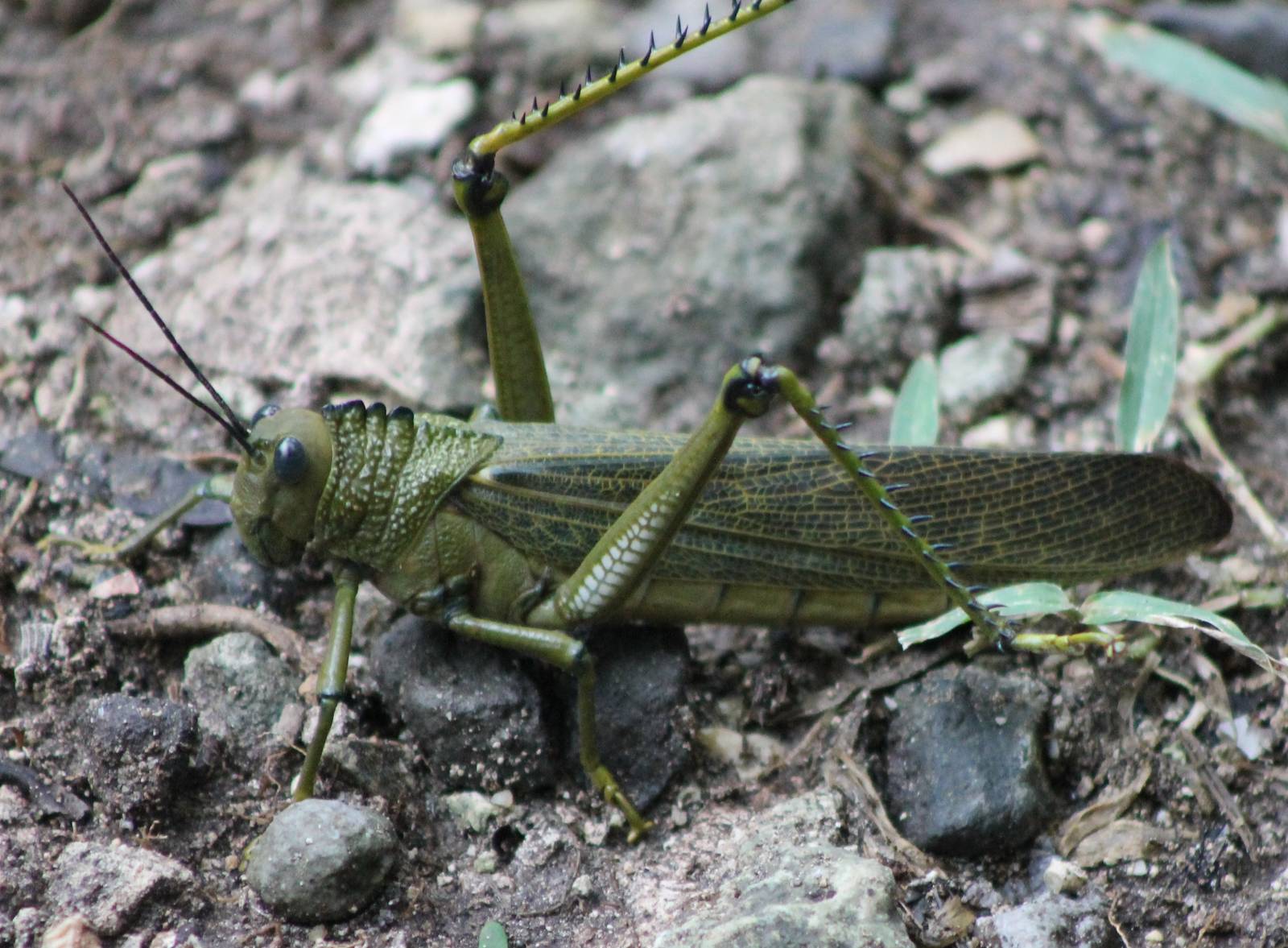 Giant grasshopper