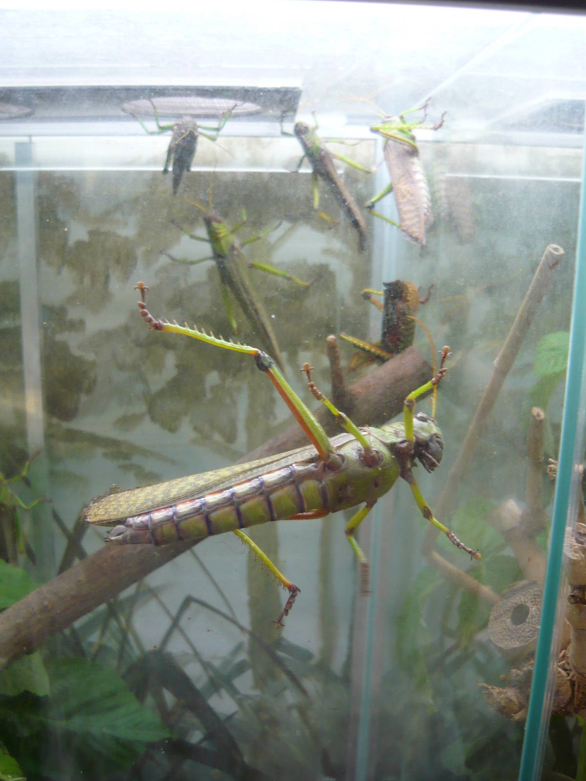 Giant grasshoppers (Tropidacris collaris)