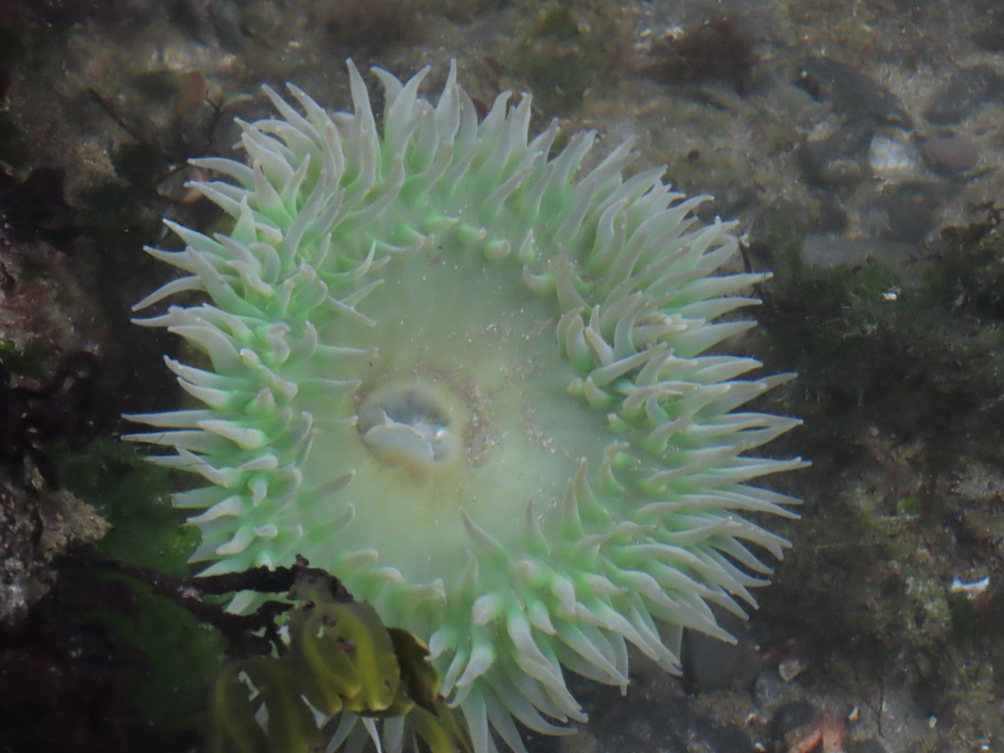 Giant Green Anemone (Anthopleura xanthogrammica)