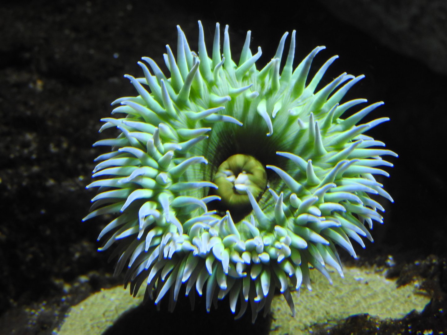 Giant Green Anemone