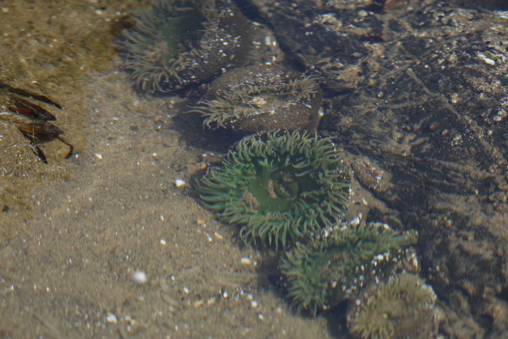Giant Green Anemones