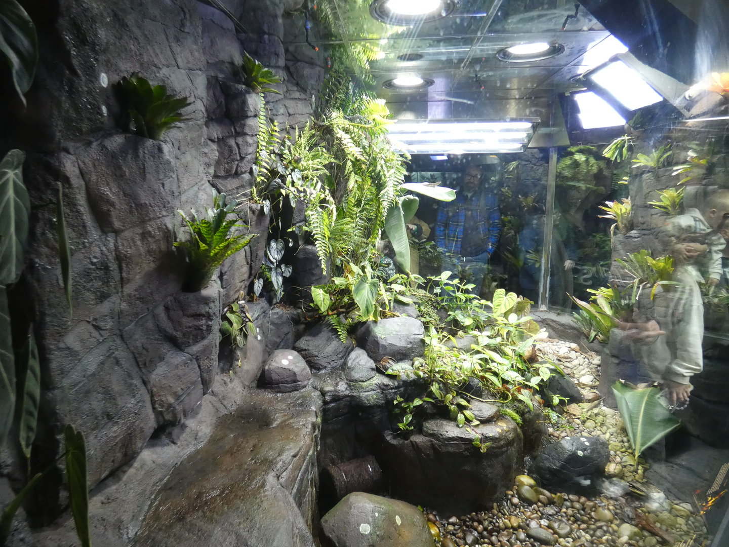 Giant green anole and variable harlequin toad enclosure
