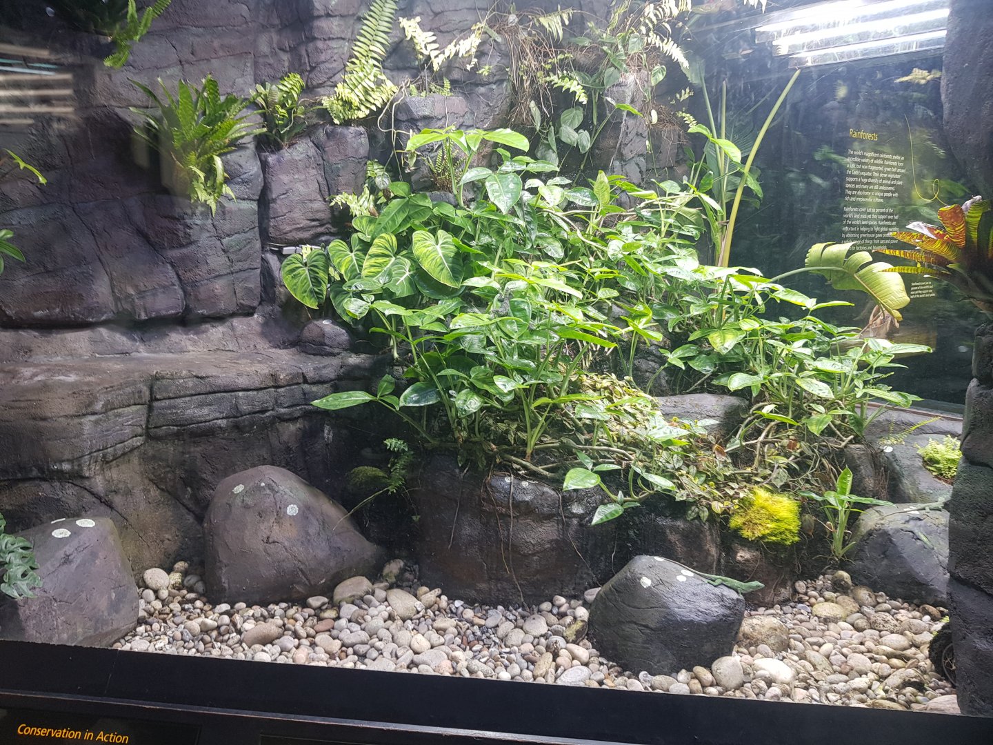 Giant Green Anole & Harlequin Frog Enclosure